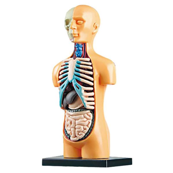 3D Removable Anatomical Human Torso Body Model For Education Toy