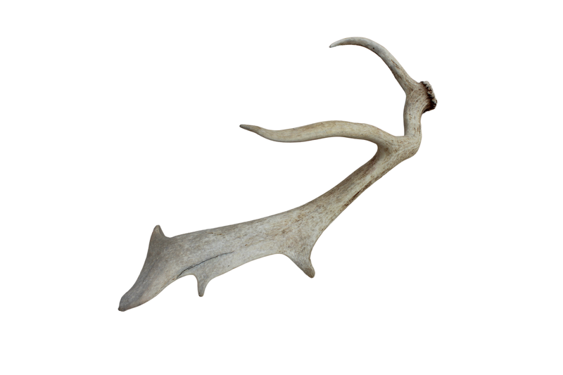 Shofar Factory - Fallow Deer Antler - Natural Decor Piece
