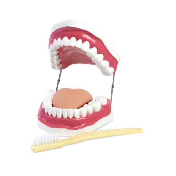 Large Dental Model 28 Teeth and Toothbrush - Teaching / Demonstration