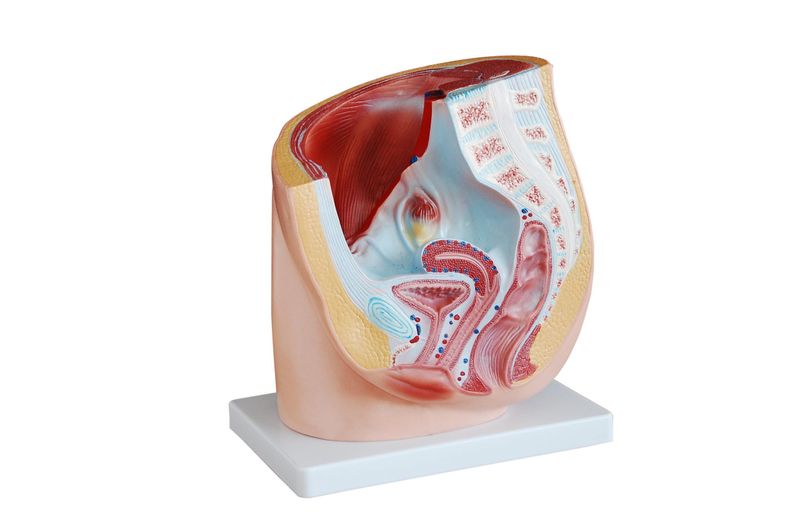 Human Female Pelvis Section Model - Anatomical Teaching Aid for Education