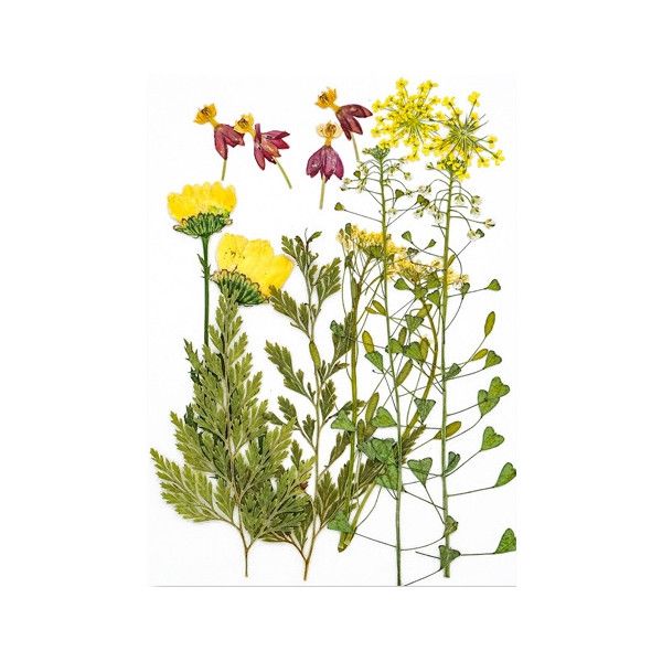 Pressed Dried Flowers, Style 12.6