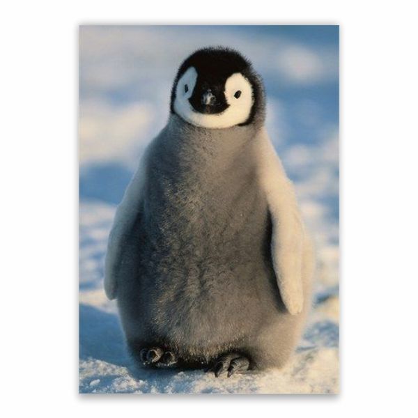 Baby Penguin Poster - A1