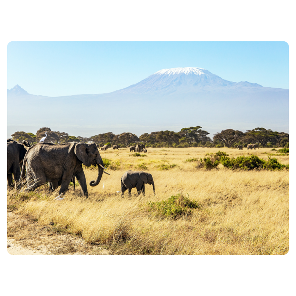 Elephants In Field Mountain In Distance Printed Mouse Pod