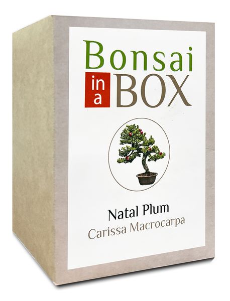 Bonsai in a Box - Natal Plum