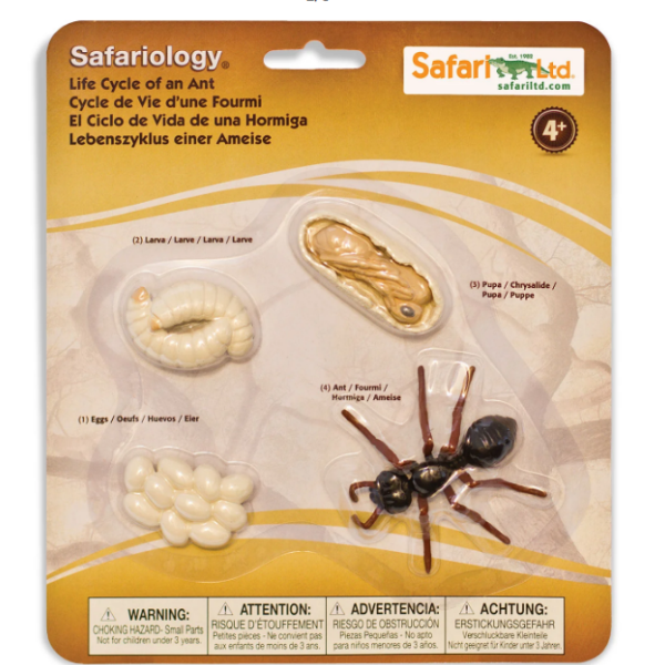 Safariology Life Cycle of an Ant