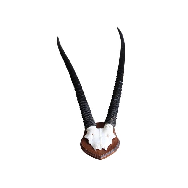 Premium Gemsbok Skull on Shield
