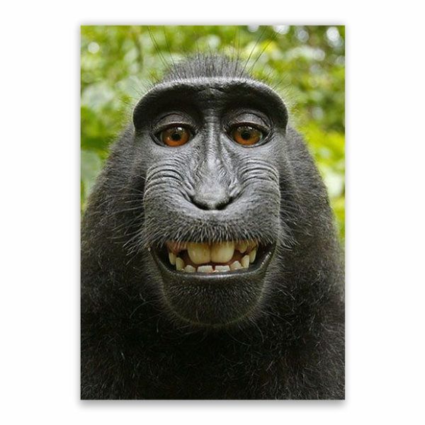 Funny Monkey Picture Poster - A1