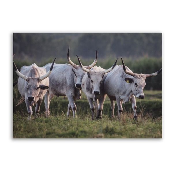 Nguni in Field Canvas Animals Wall Art