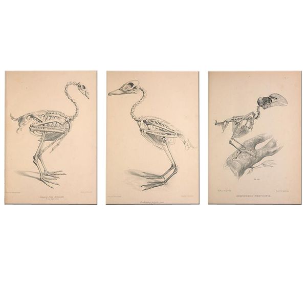 Canvas-Art-3 Pieces Nostalgic &amp; Retro Bird Skeleton Abstract Wall Art