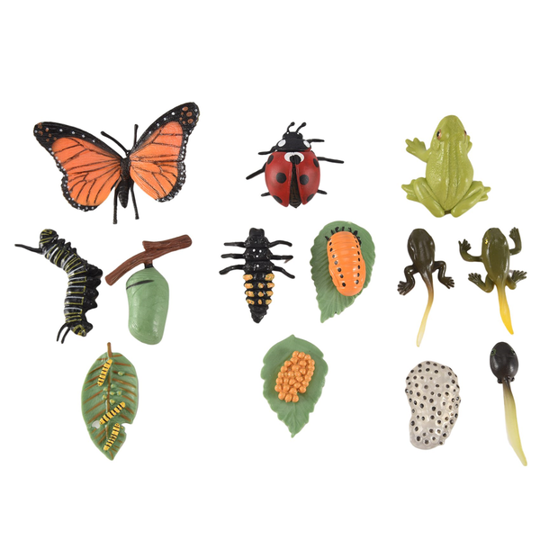 3 Sets Butterfly Frog Ladybug Growth Cycle Model Education Toy