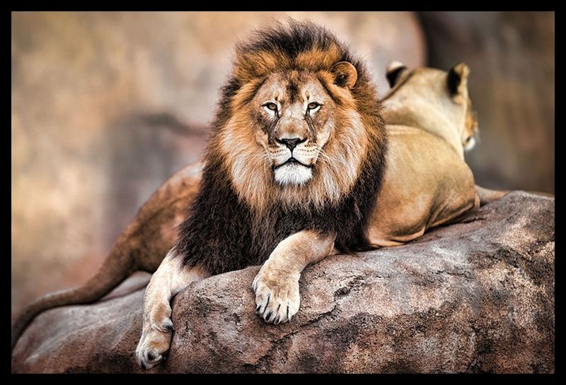 King of the Pride - Poster with Black Frame