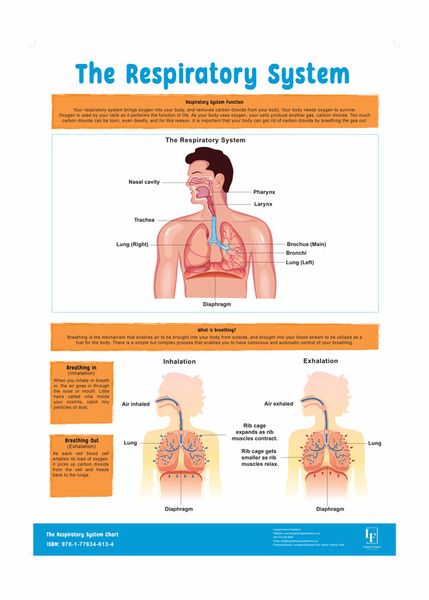 The Respiratory System wall chart