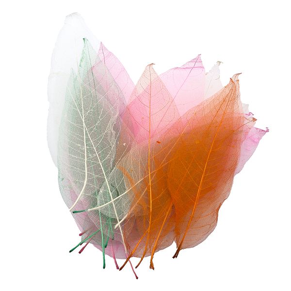 Anthony Peters Leaf Skeletons - 20 Pieces