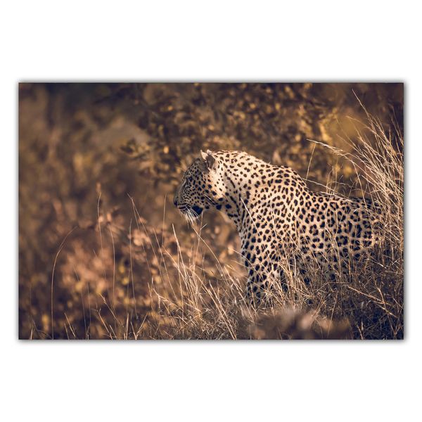 Premium Framed Canvas Print: Cheetah 44