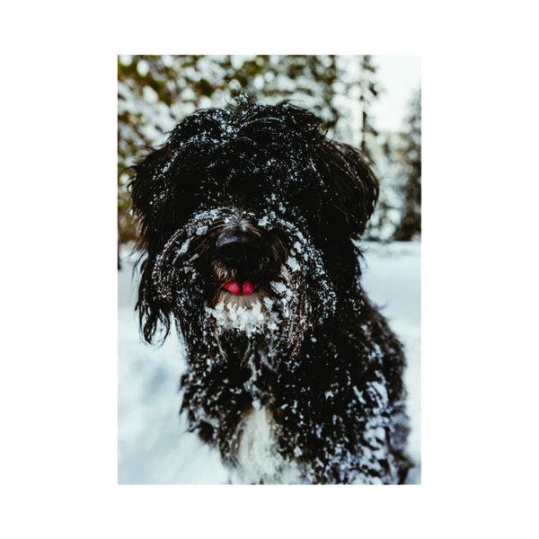 black and white long coat small dog - A1 poster