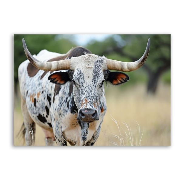 Nguni Closeup Canvas Animals Wall Art