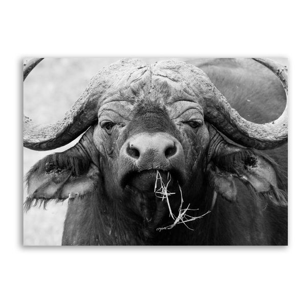 Black and White Buffalo Closeup Canvas Animals Wall Art