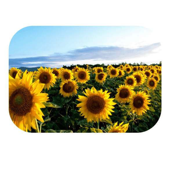 Sunflower field and blue skies Printed Mouse Pad