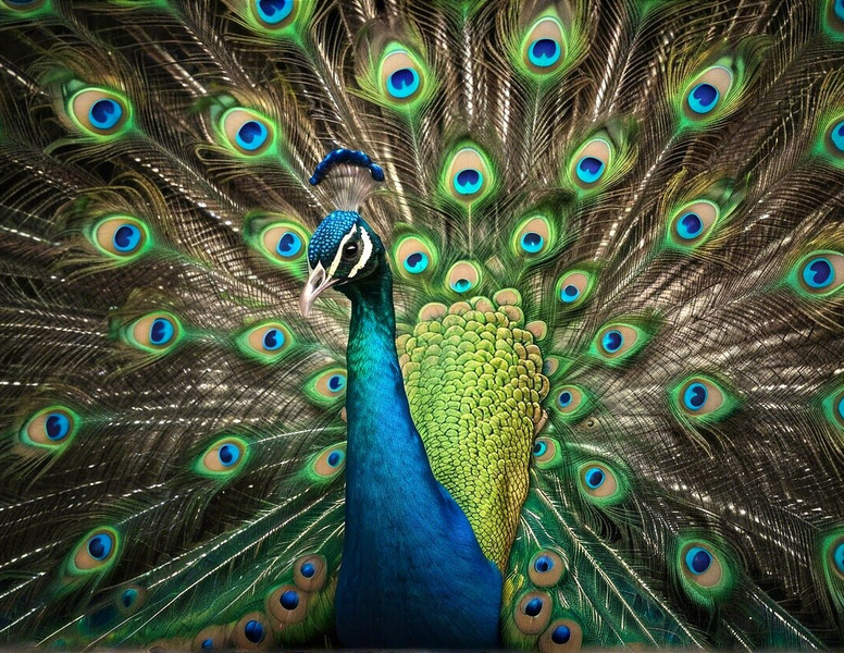Modern Canvas Wall Art Home Decor - Beautiful Peacock