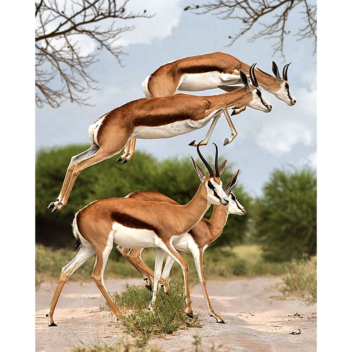 Artikon Paint By Numbers DIY 40cmx50cm Frame South Africa Springboks