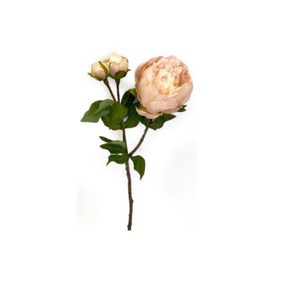 Toolhome Blossoms - Peony - Sand - 49cm
