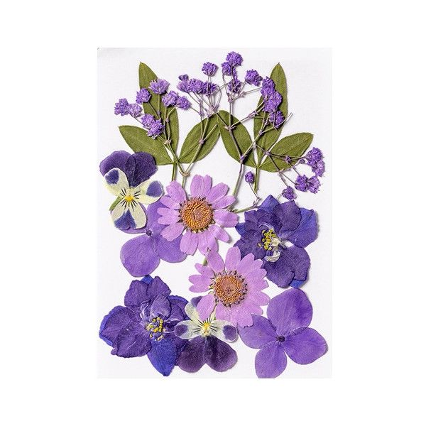 Pressed Dried Flowers, Style 8.1