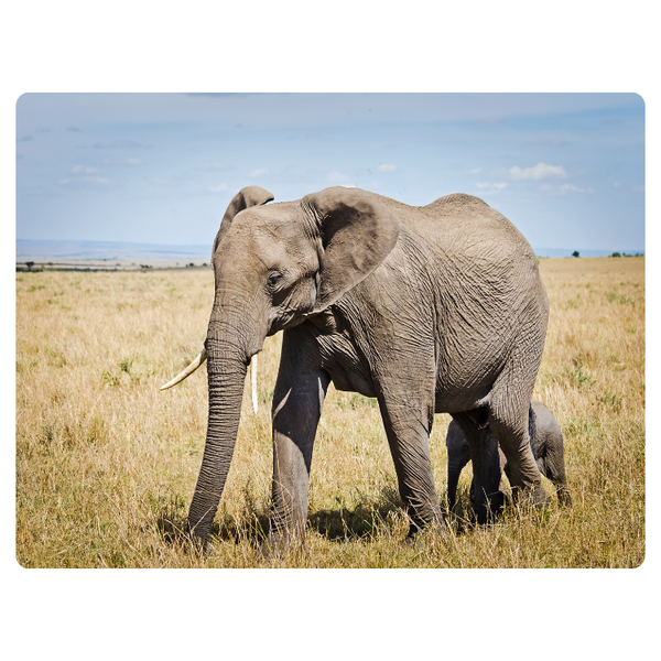 Elephant With Baby In Field Printed Mouse Pad