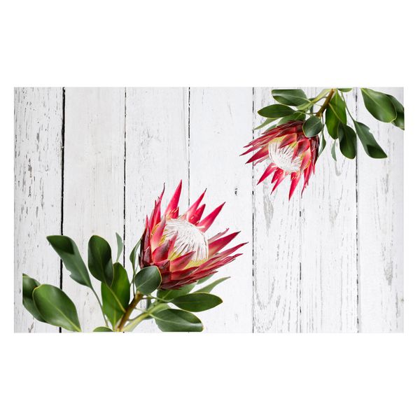 Pink &amp; White Proteas On Green Rectangle Tablecloth