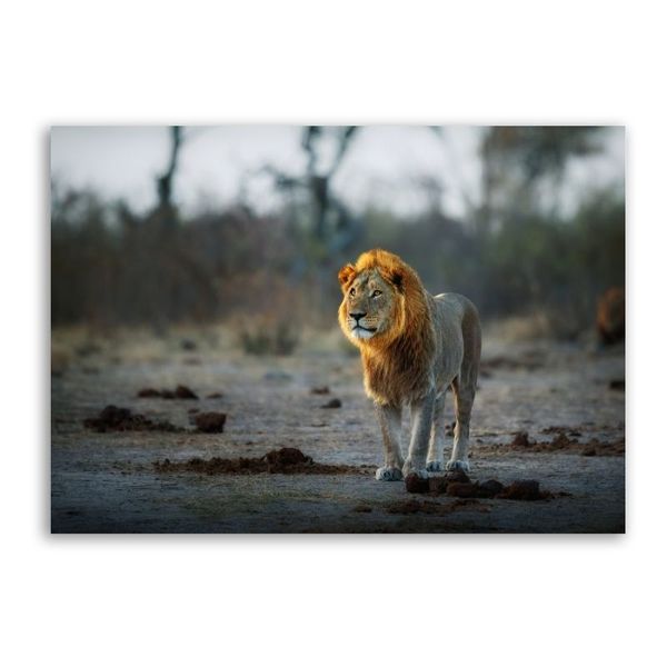 African Lion Canvas Animals Wall Art