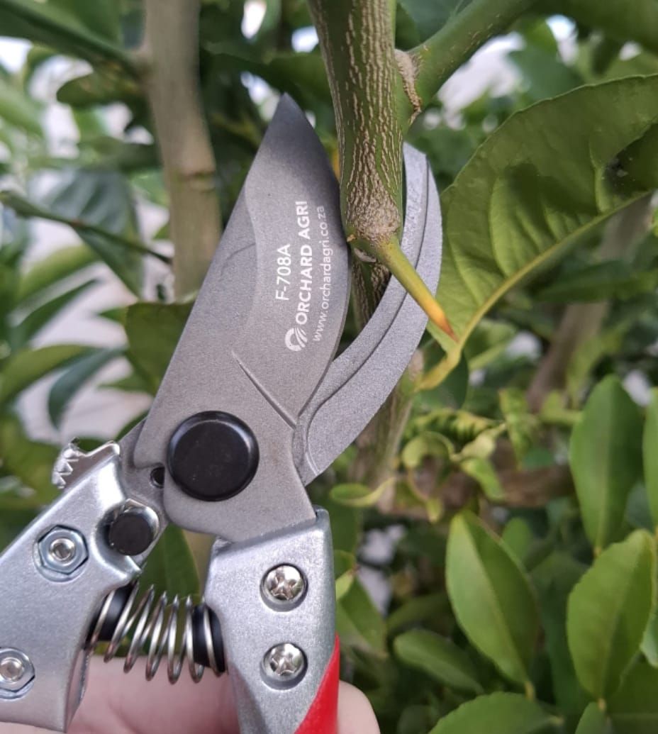 Orchard Agri 205mm Premium Pruning Shears | Shop Today. Get it