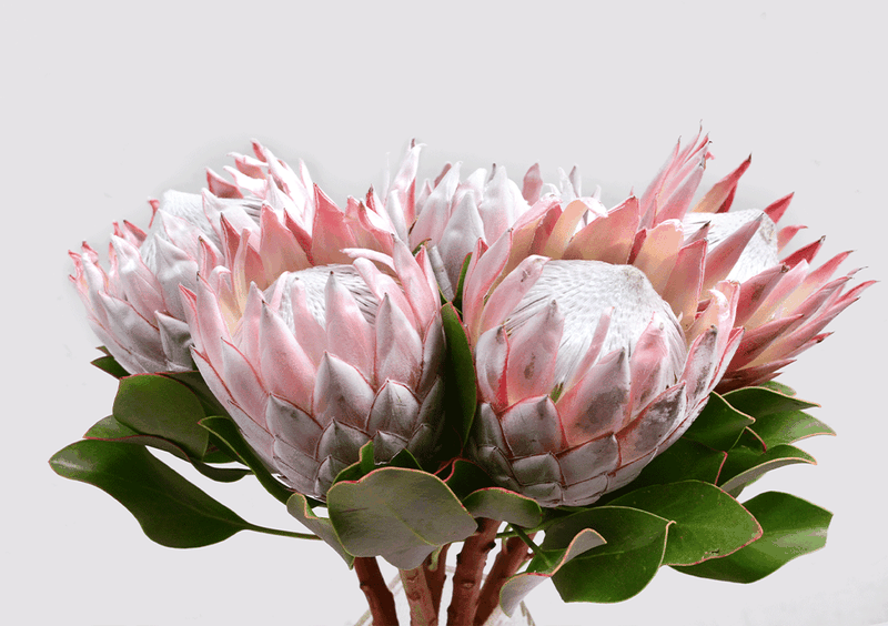 Wall Art Poster - Red Protea Flower Bunch