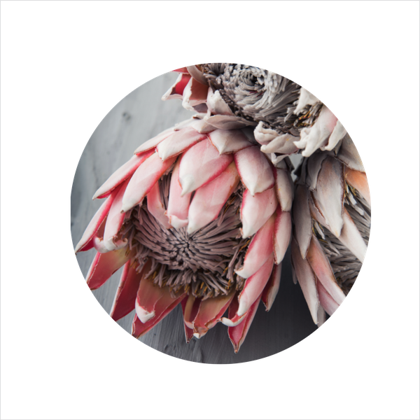 PInk Single Protea Mouse pad