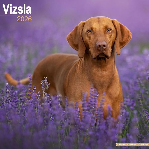 Vizsla 2026 Square Wall Calendar