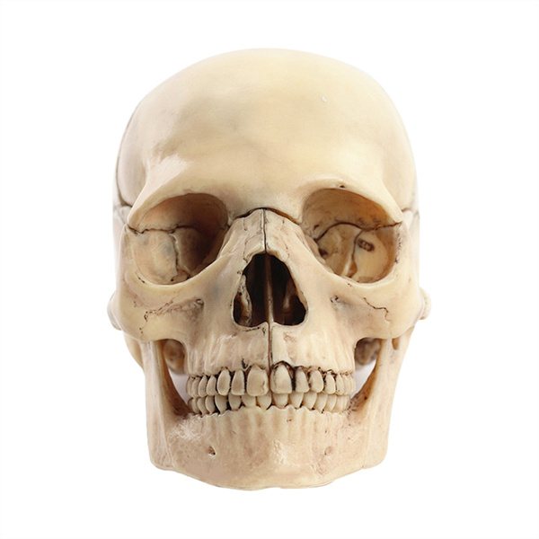 Medical-Skull Human Body Model Education Skull Model,Primary Color