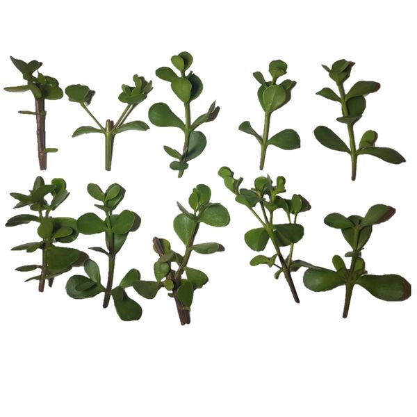 10 Pack of Spekboom, Carbon Plant, Elephant Bush, Portulacaria Afra