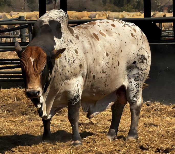 Canvas cm Home Decor Wall Art - Big Bull 01