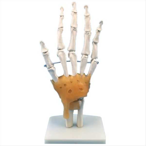 Human Hand Joint Model With Ligaments Flexible Scientific Life Size