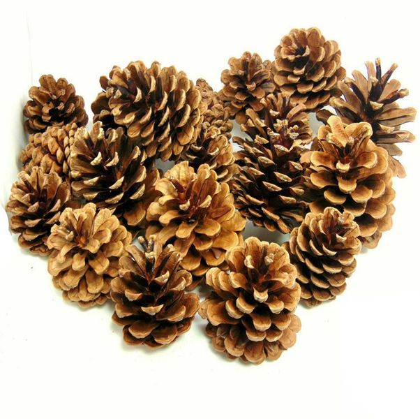 Jack Portable Cute Dried Pine Cones Pack O 24