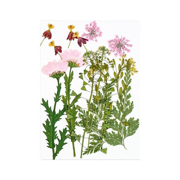 Pressed Dried Flowers, Style 12.5