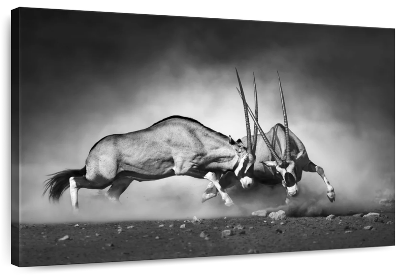 Canvas Art - Wildlife Combat Canvas Wall Art For Living Bedroom