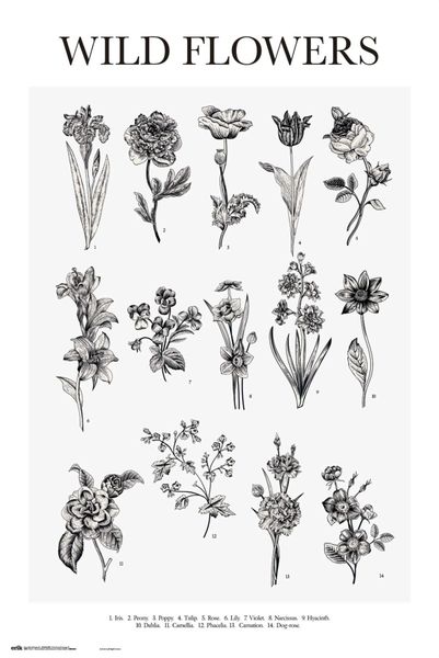 Wild Flowers Poster