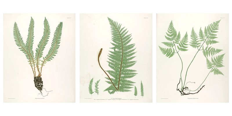 A3 Artist Sketch Paper Prints - Vintage Ferns - Set of 3