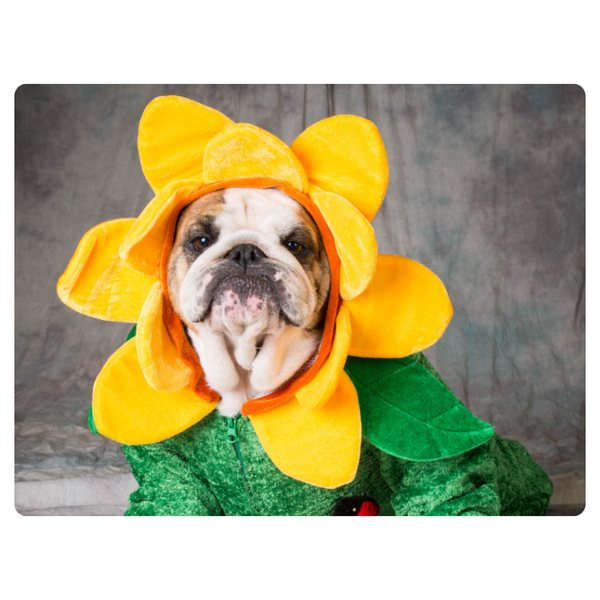 Pug Wearing Sunflower Outfit Mouse Pad