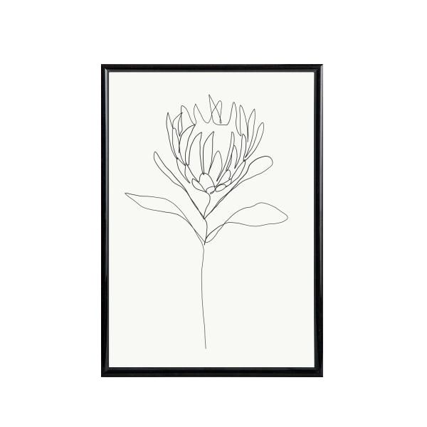 Protea Line Drawing Poster A1