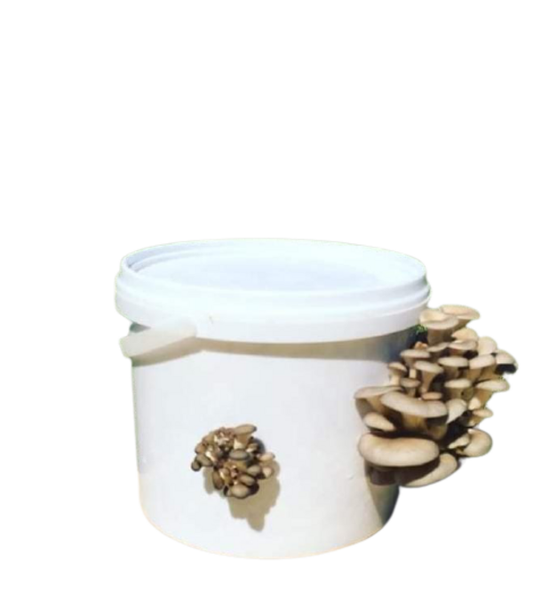 Home Growing Grey Oyster Mushroom Kit - 5L (1-4kg Mushrooms)