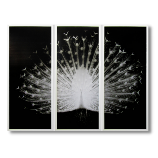 Framed Print - White Peacock - 1200x500mm Set of 3