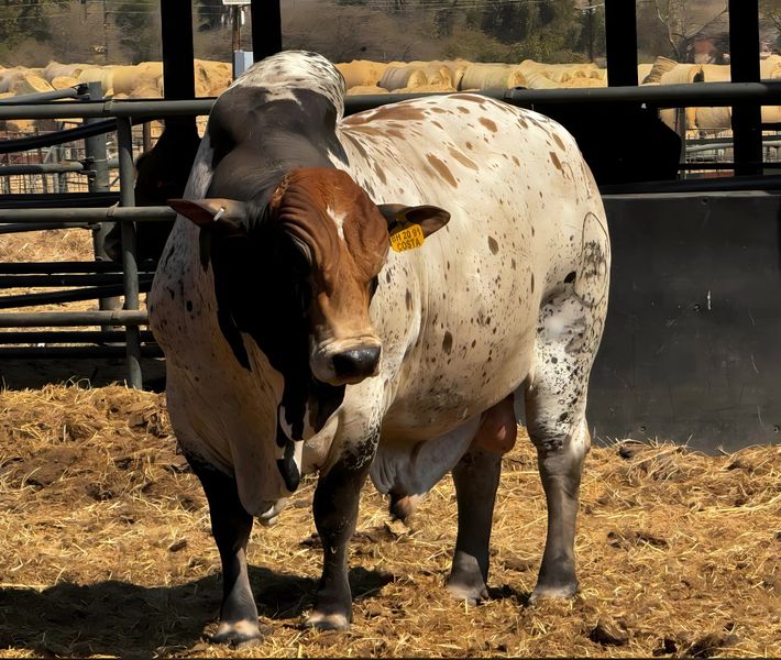 Canvas cm Home Decor Wall Art - Big Bull 02