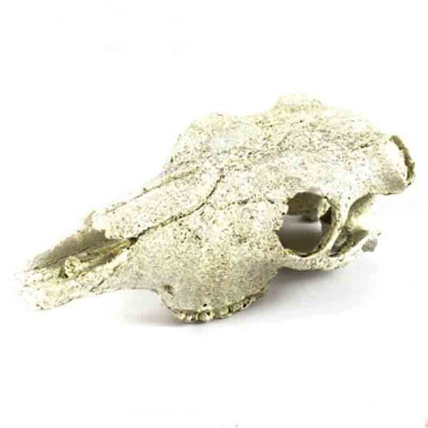 Buffalo Skull for Aquariums / Terrariums / Decor