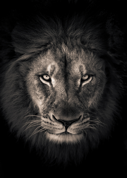 Wall Art Canvas - The King Lion