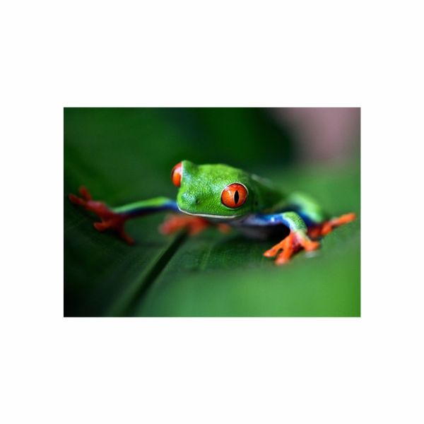 Green Frog - A1 poster